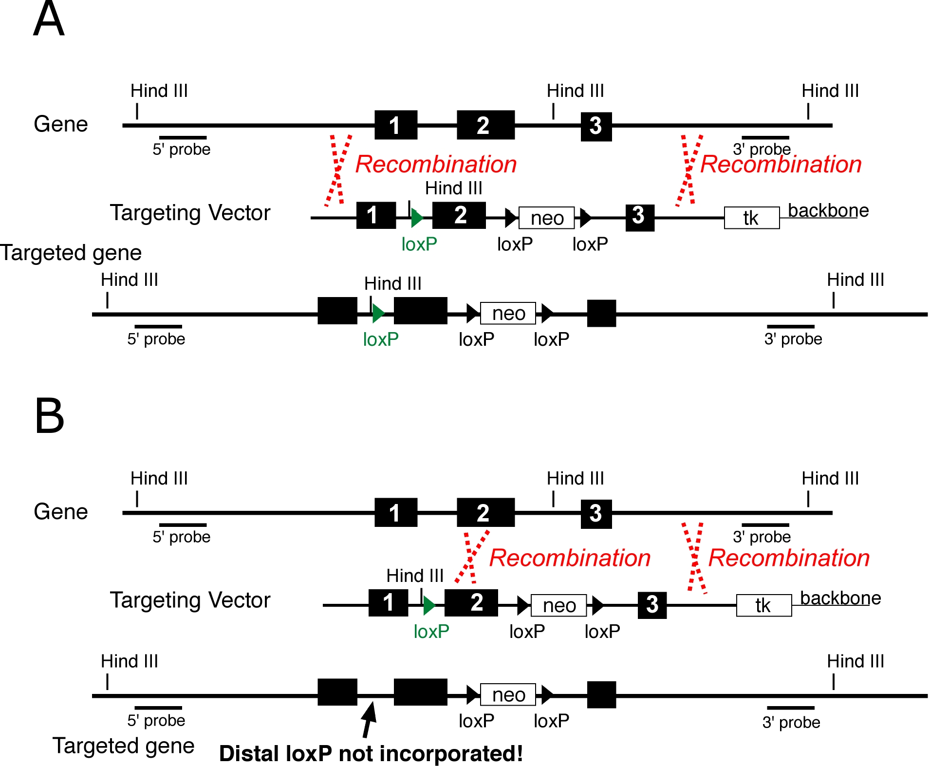 A) Generation of mice with loxP-flanked target genes (flox). (1