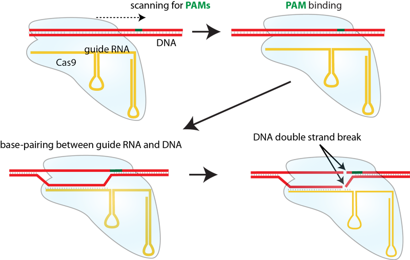 mechanism
