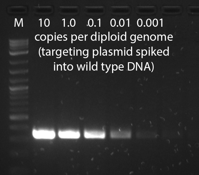 an example of a sensitive positive control dilution series